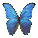 Parpar -  AR Butterfly APK