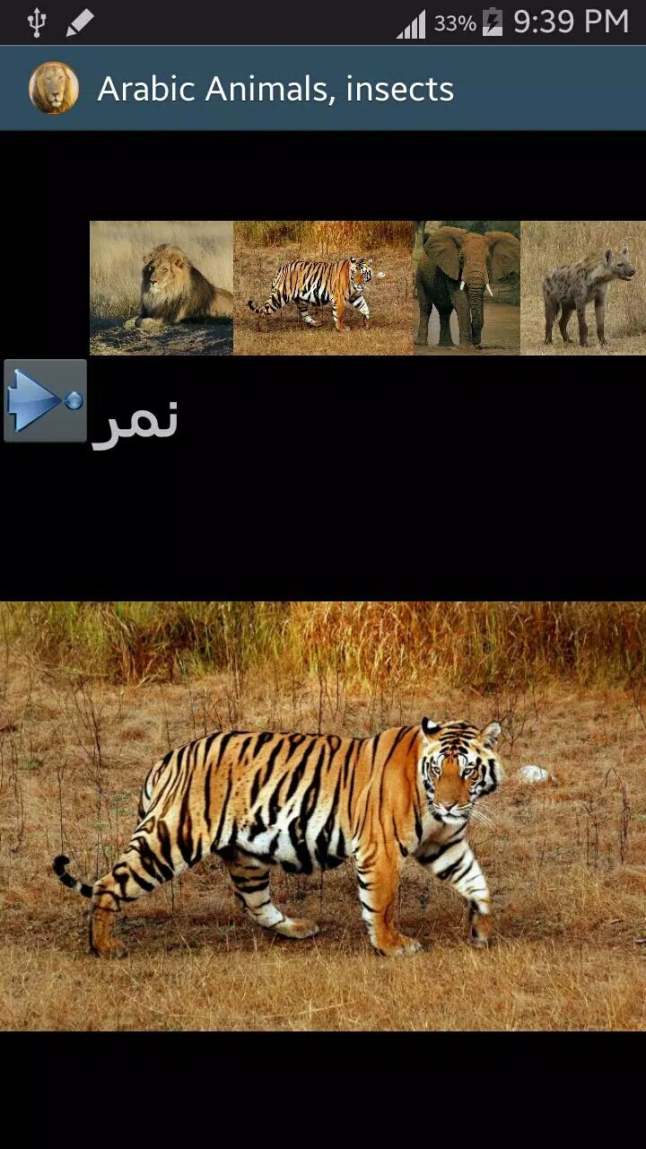 Arab harimau dalam bahasa Harimau