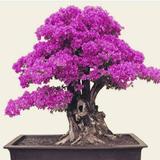 Bonsai For Beginners Tips آئیکن