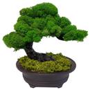 Bonsai Plants Ideas 5000+ APK