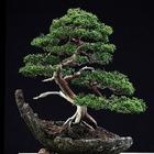 Bonsai Wallpaper আইকন