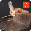 Bat Sound Effects