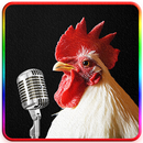 Chicken Song APK