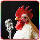 Chicken Song آئیکن