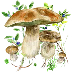 Mushrooms app XAPK download