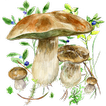 ”Aplikace na houby