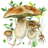 Aplikace na houby