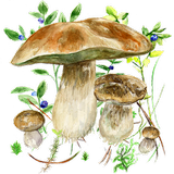 Mushrooms app