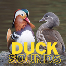 baby duck sounds APK