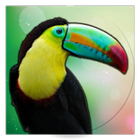 ”Animal Sound for Kids