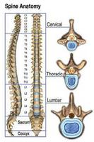Upper & Lower Back Pain Relief تصوير الشاشة 1
