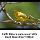 Canário da Terra - Carretilha Grátis APK