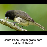 Download do APK de Canto De Papa-Capim Fêmea 2020 para Android