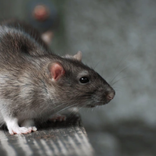 Geräusche von Bandicoot-Ratten