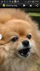 犬サウンド吠える アプリダウンロード