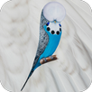 Budgerigar App APK