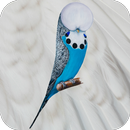 Budgerigar App APK