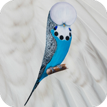Budgerigar App