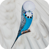 Budgerigar App APK