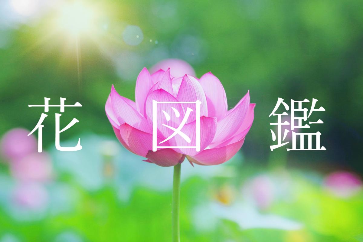 花図鑑 Dlya Android Skachat Apk
