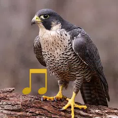 Bird and Animal sounds アプリダウンロード