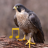 Vogel- und Tiergeräusche Zeichen