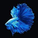 Betta Fish Wallpapers APK