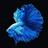 Betta Fish Wallpapers APK