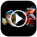 Betta Fish Video Wallpaper RDT APK