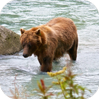 Медведь 4K-видео живые обои иконка