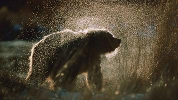 Bear HD Wallpaper 截图 3