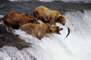 Bear HD Wallpaper 截图 1