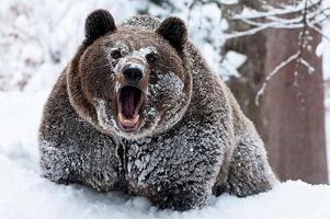 Bear HD Wallpaper 截图 2
