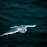 Beautiful Images: Wallpaper