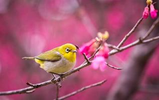 برنامه‌نما Beautiful Bird HD Wallpaper عکس از صفحه