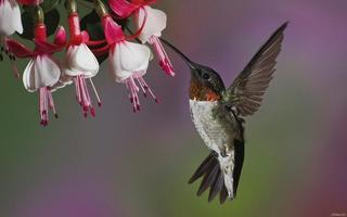 برنامه‌نما Beautiful Bird HD Wallpaper عکس از صفحه