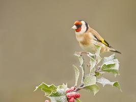 برنامه‌نما Beautiful Bird HD Wallpaper عکس از صفحه