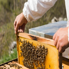 Apiculture pour les débutants icône