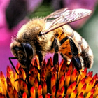 apiculture icône