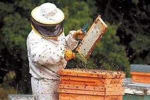 apiculture capture d'écran 3