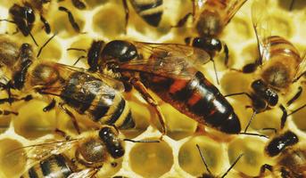 apiculture capture d'écran 1