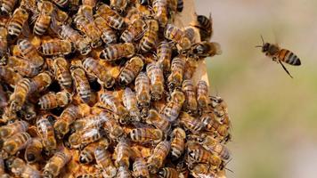 apiculture capture d'écran 2