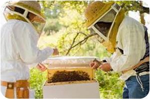 Beekeeping: the cultivation of honey Ekran Görüntüsü 1