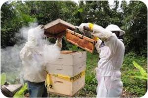 Beekeeping: the cultivation of honey Ekran Görüntüsü 2