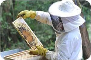 Beekeeping: the cultivation of honey Ekran Görüntüsü 3