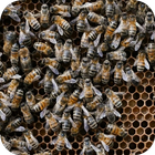 Bees 3D icône