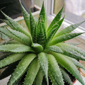 Aloe vera benefits