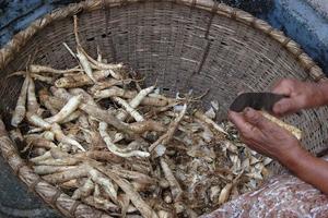 Arrowroot For Health ภาพหน้าจอ 1