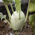 Kohlrabi For Health أيقونة