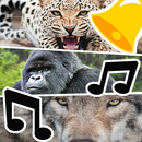 Ringtone & Suara Hewan Terbaik APK